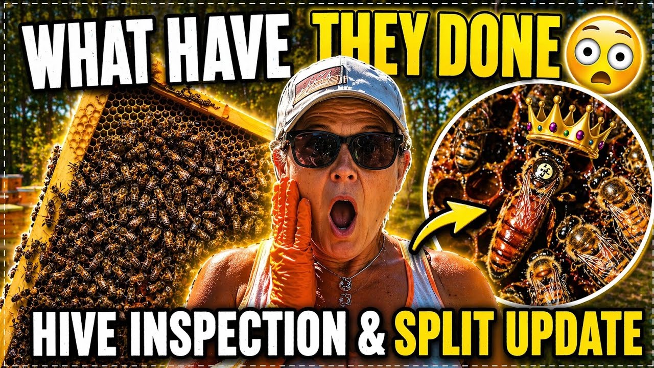 What Have They Done… 😳 Hive Inspection & Split Breakdown 👑