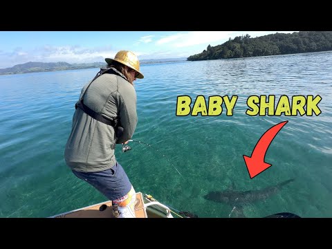 Great White Shark Visits Milan (Nato cleans up)