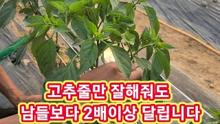 고추줄,끈으로 남들보다 2배이상 달리게 하는법~고추재배방법,지주대,지지대 행거,고추농사 잘짓는방법,고추농사,…