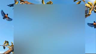 Download lagu SUARA PIKAT BURUNG KECIL PALING AMPUH mp3 Download lagu SUARA PIKAT BURUNG KECIL PALING AMPUH mp3