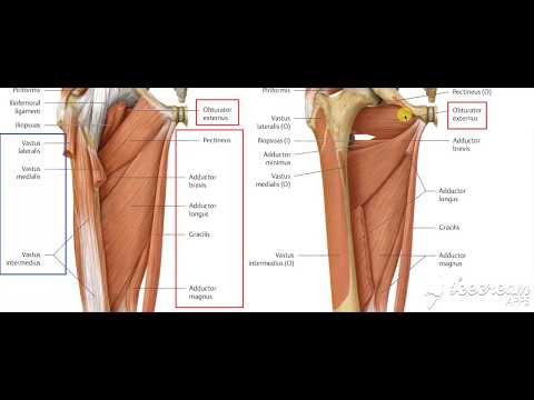 Adductor muscles 2