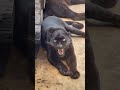 black panther video॥ panther॥wild॥#shorts#animalandbirdpoint#wildlife - Bharat wale black panther video॥ panther॥wild॥#shorts#animalandbirdpoint#wildlife
