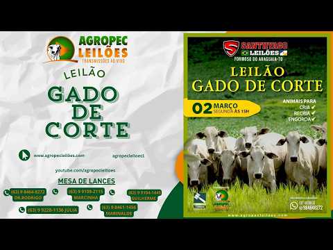 Agropecleiloes AO VIVO | LEILÃO GADO DE CORTE | SANTHYAGO LEILÕES |FORMOSO DO ARAGUAIA-TO | 02/03/26