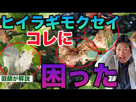 園芸 ホルムオーク、ユーズ、偽ヒイラギオーク