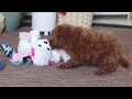Miniature Poodle dogs for sale: Freddy - Video 1
