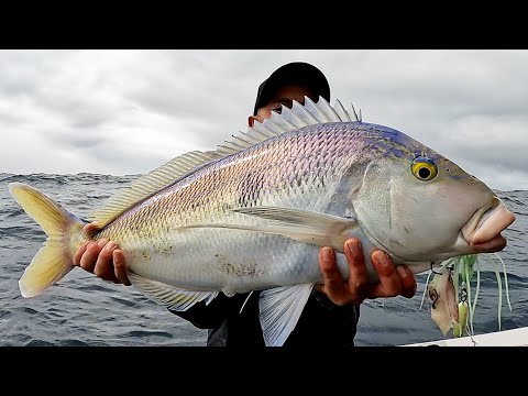 "Fishing: Dropped a Bait and This Happens! CATCH And COOK"