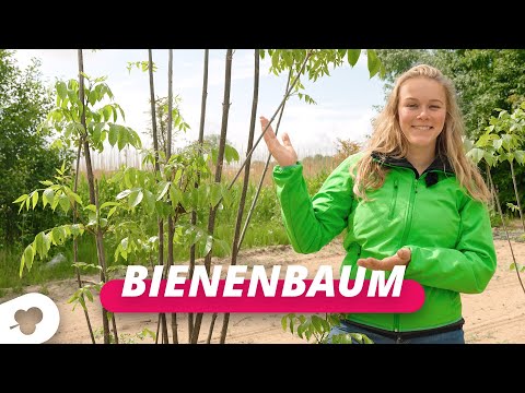 Die Bienenbaum | Baumgeflüster #113