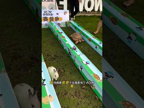 Unbelievable Turtle Comeback 🐢🔥😳#shorts