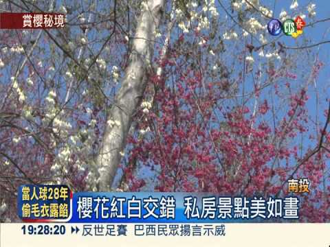 落"櫻"繽紛! 南投賞櫻秘境美如畫