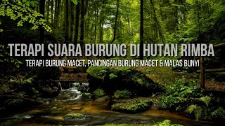 Download lagu Terapi Suara Burung di Hutan Rimba | Pancingan Burung Macet & Malas Bunyi mp3
