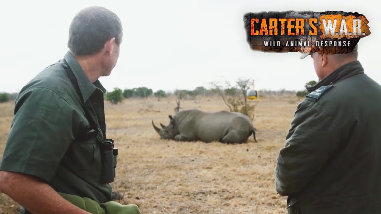 Inside Africa's Vicious Rhino War | Carter's WAR