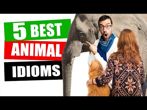 How To Use ANIMAL IDIOMS in English