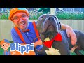 Blippi Visits An Animal Shelter Learn Animals For Children And The Pet Song