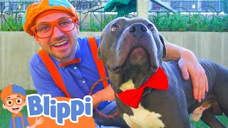 Blippi Visits an Animal Shelter | Learn Animals for Children