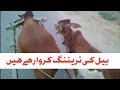 بیل کو ریڑی چلانے کی تربیت کروائی Training Bull Cart Village Vlog Mujahid