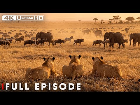Battle for Survival (Full Episode) | Savage Kingdom | Nature Animal Documentary