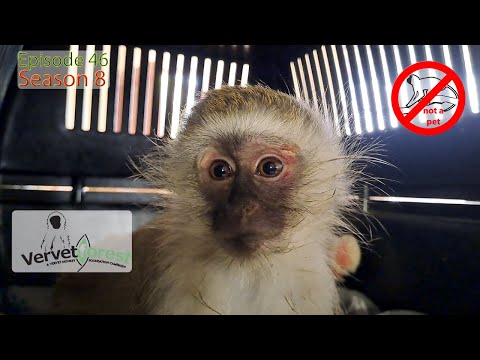 Baby Monkey Mira's Brave Battle: Survives Car, Falls, Brain Trauma—Will She Reunite with Her Troop?