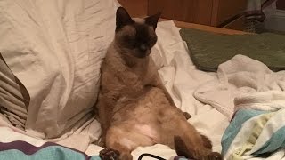 Indoor Vs Outdoor Cats, Wildlife, Catios & Helipads!