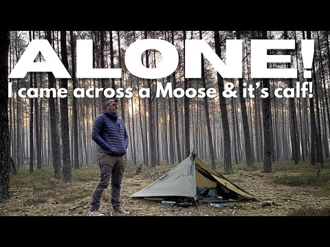 Unerwartete Begegnung mit Elch und Kalb | Wildcampen allein im polnischen Wald.