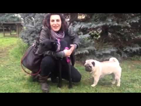 26.02.2016. Adozione Mori.