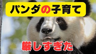 【驚愕】パンダが双子を見捨てる理由が切なすぎた…