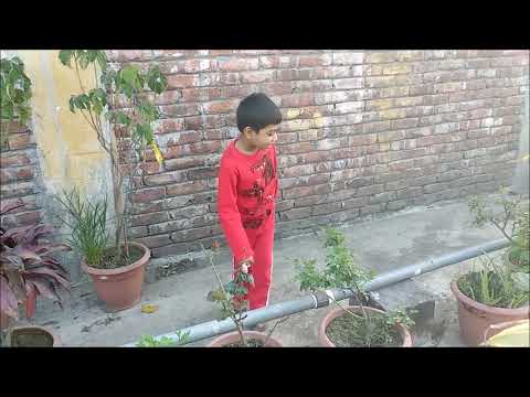 Learn colours for kids with ballons in a flower nursury. Mubin & Mahmud toys review.