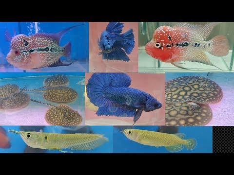 New Year New Fish at Naaz Aquarium Fish Store