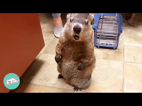Cheeky Groundhog Loves Making Nests Out Of Girl's Sweaters | Cuddle Buddies