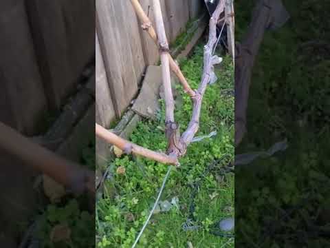 秋や冬にブドウの剪定を行う時期はいつですか?このワイン事業の利点は何ですか?  庭園