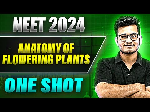 ANATOMY OF FLOWERING PLANTS in 1 Shot: FULL CHAPTER COVERAGE (Theory+PYQs) || Prachand NEET