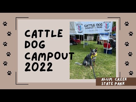 Annual Australian Cattle Dog Campout 2022