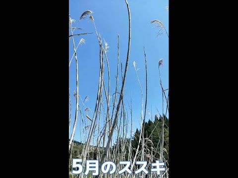 ススキ 植物