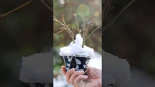 大雪前のモミジ株立ちモミジ湯吞みミニ盆栽 #盆栽 #bonsai