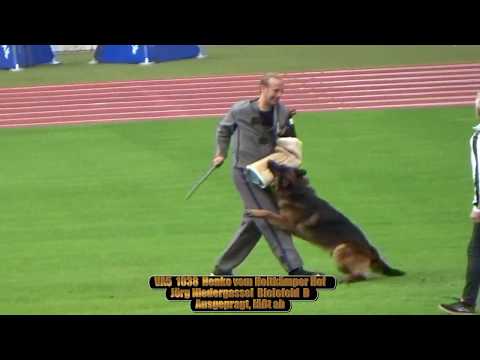 2019 SV BSZS in Nurnberg TSB VA5 Henko vom Holtkämper Hof