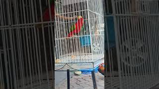 Download lagu NURI MERAH GACOR mp3