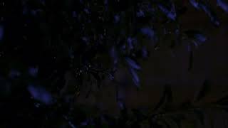 雨音で眠る動画【環境音/黒画面】