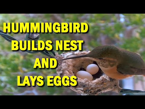 Mother Allen's Hummingbird Builds Nest and Lays Two Eggs