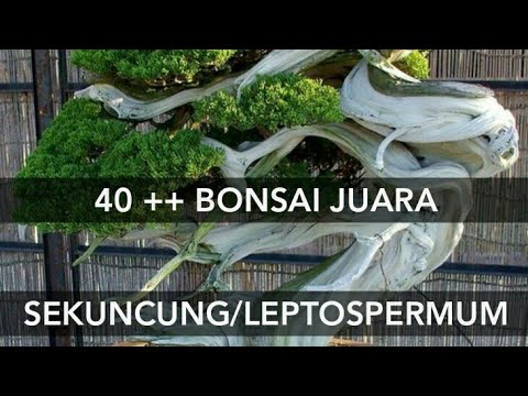 40++ INSPIRASI BONSAI SEKUNCUNG/LEPTOSPERMUM