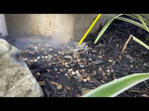 Hidden Yellow Jacket Ground Nest Found Next to the Garage in Metuchen, NJ