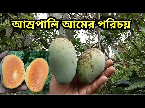 Amrapali Mango