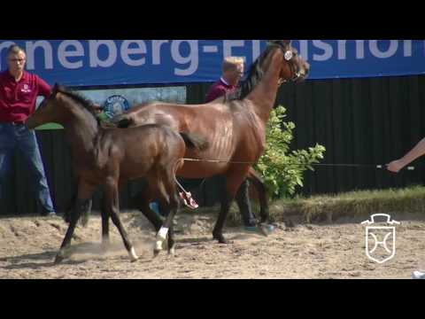 PI104CH Stutfohlen von Casall - Cristo - Sir Shostakovich xx