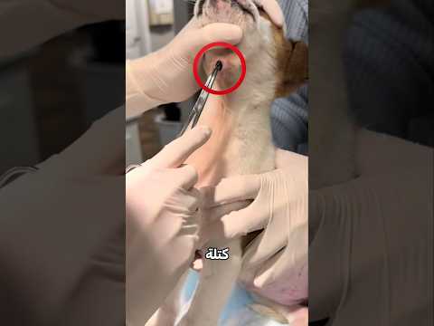 اكتشف امرا غريبا في كلبه!😮⭕