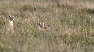Swift foxes in Rita Blanca National Grassland, Texas