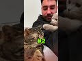 Why Cats Bite Their Owners