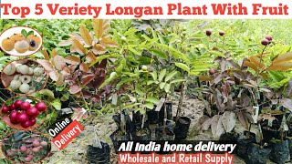 Download lagu Tanaman Longan Berbuah/5 Varietas Terbaik/Varietas Komersial Terbaik/WhatsApp 9062349546 mp3