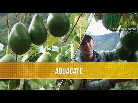 , title : 'Cuales son las Variedades de Aguacate - TvAgro por Juan Gonzalo Angel'