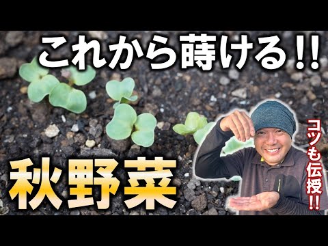  9月に蒔く種は何でしょうか？ 10種類の野菜と花が旬を迎えます！  庭園