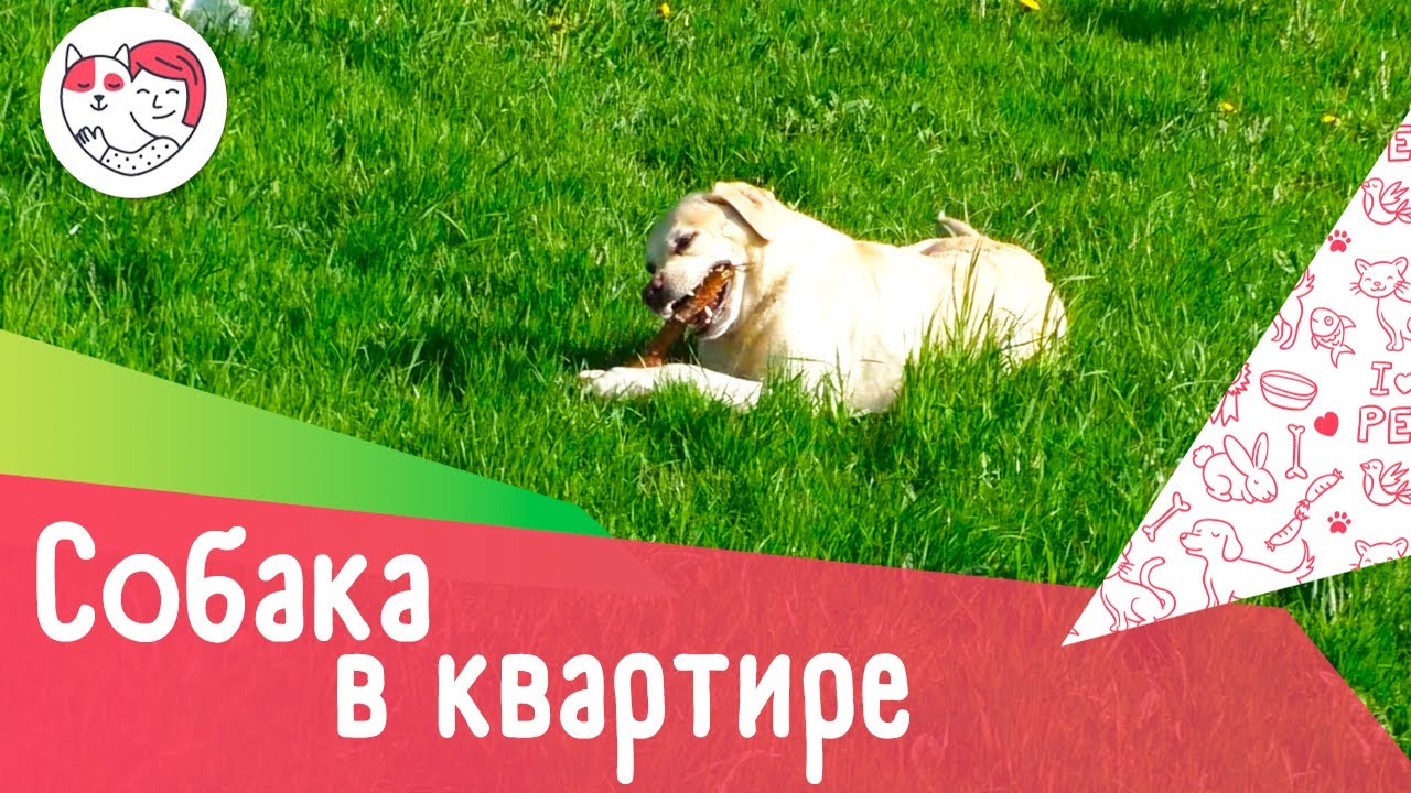 4 минуса содержания крупной собаки в квартире