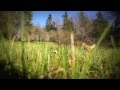 Sigur rós - Illgrési (with English subtitles)