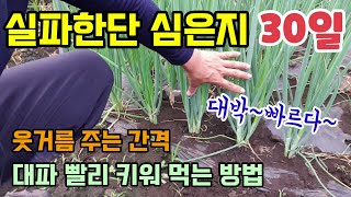 실파한단 사다 양파비닐에 심은지 30일만에 대파가 많이 자랐고 대파 웃거름과 병해충 방제 대파 빨리 키워 먹…